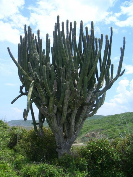gigantic cactus