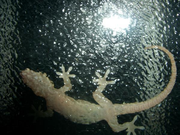 Lizard on my window
