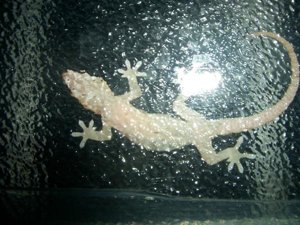 Lizard on my window2
