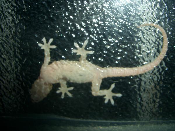 Lizard on my window3