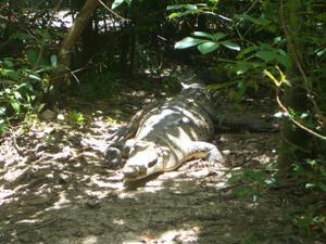 Belize Zoo3