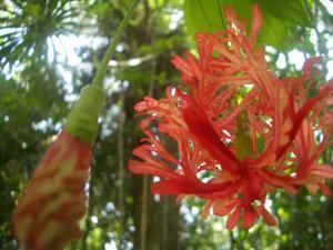 Belize Zoo red  flower