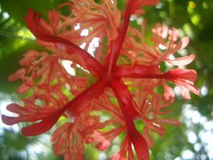 Belize Zoo red flower2