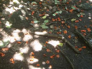 Half Moon Caye flowers