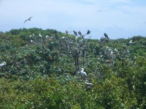 Halfmoon Caye birds