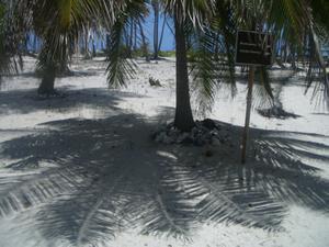 Halfmoon Caye palms