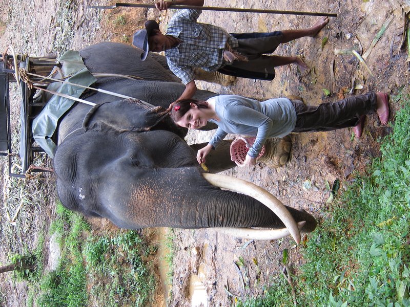 me feeding elephant 