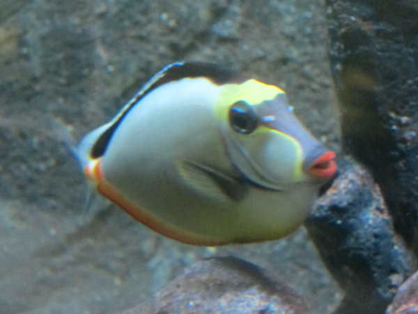 Lipstick fish!