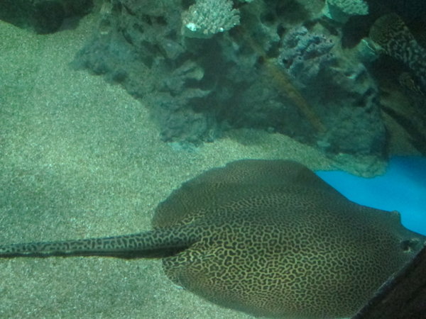 Leopard Sting ray!