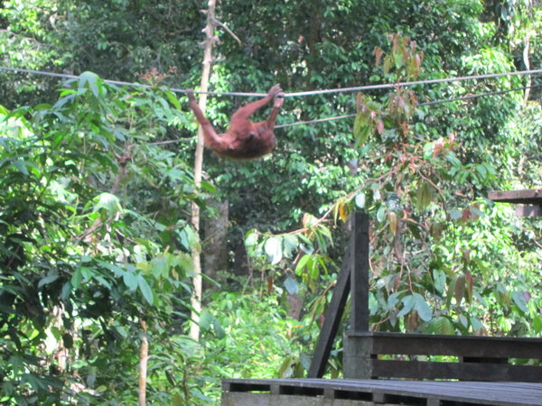 Orangutan!!
