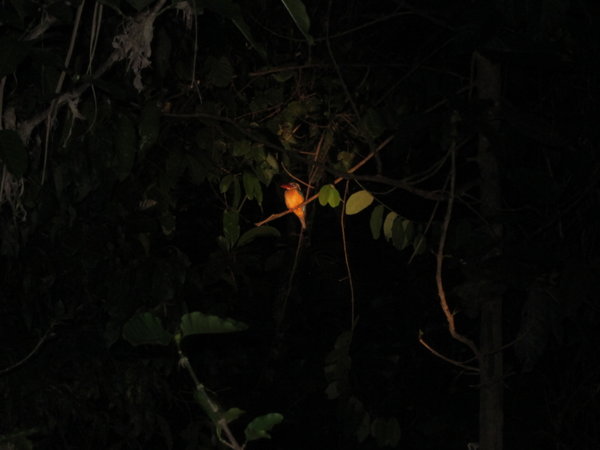 Night safari - Yellow kingfisher