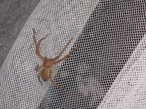 Spider on mozzie net!