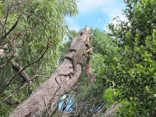 Lizard in the tree!