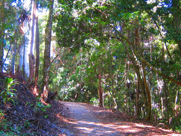 Fraser Island walk