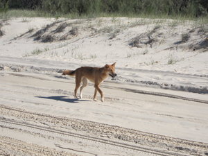 1st dingo spot!