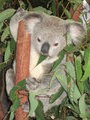 Lovely koala pic!