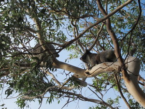 Koala in the tree!