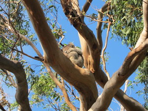 Koala again