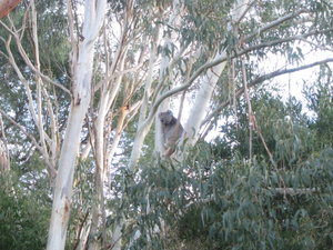 Mr Grumpy Koala