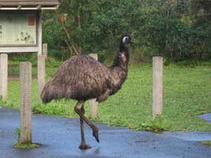 Emu on the prowl