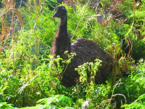 The emu popped his head up!