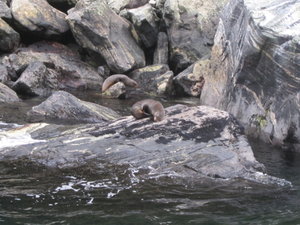 Fur seal - all curled up!