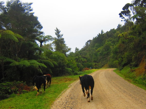 Move out the way cow! :-)