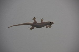 Gordon Gecko