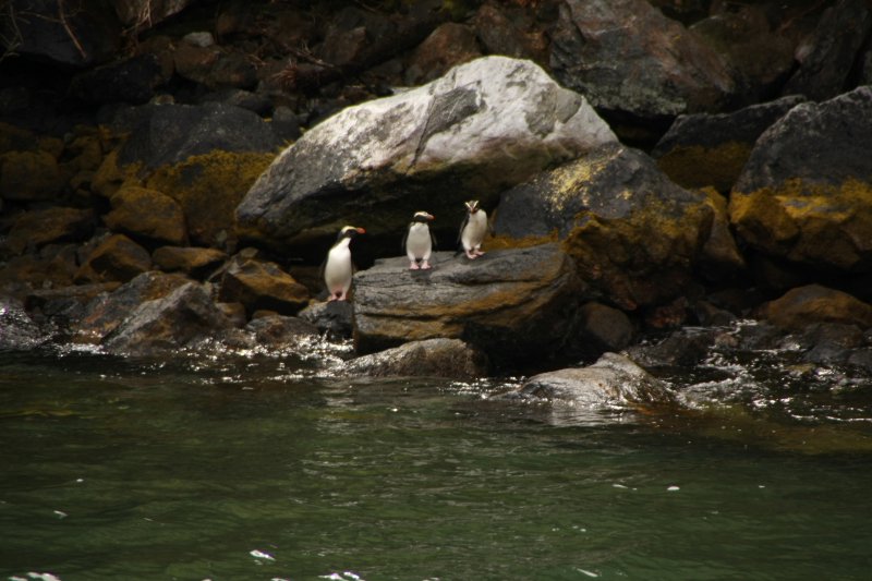 Yellow-Crested Penguins
