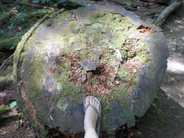 My foot with tree stump