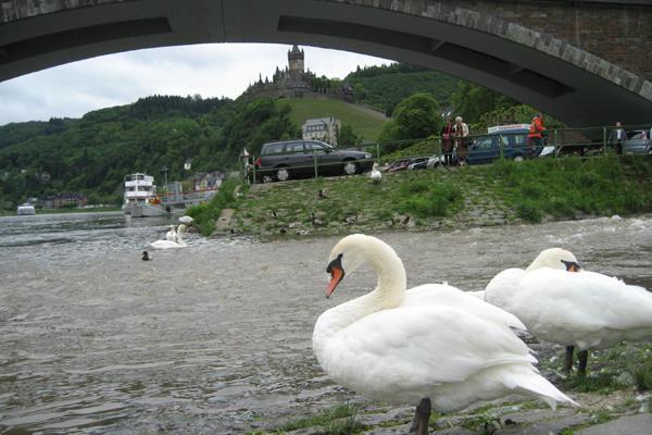 [11] The Swans of Cochem