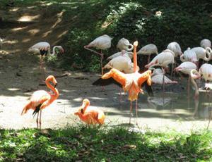 8 - Orange Flamingos
