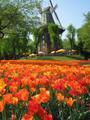 Windmill in Spring