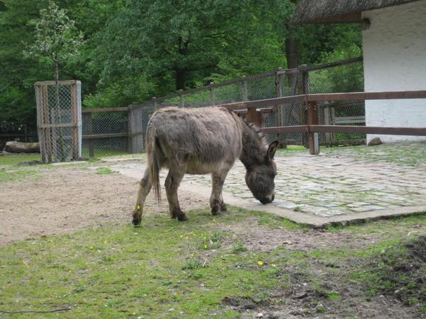 One Of The Two Donkeys
