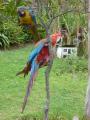 Pet macaws