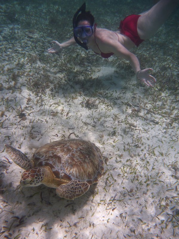snorkelling with the turtles