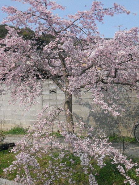Beautiful Sakura Tree