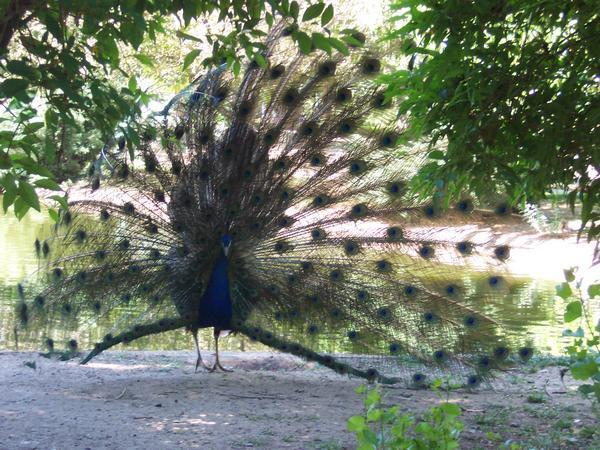peacock!