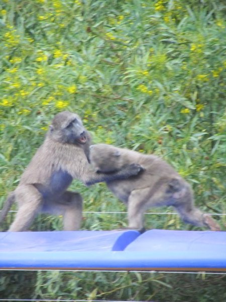 baboons playing on top of a bus stop