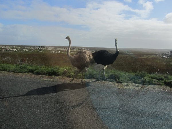 ostriches trying to cross the street