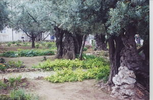 Garden of Gethsemani