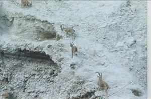 Ibex climbing the rocks of 'En Gedi