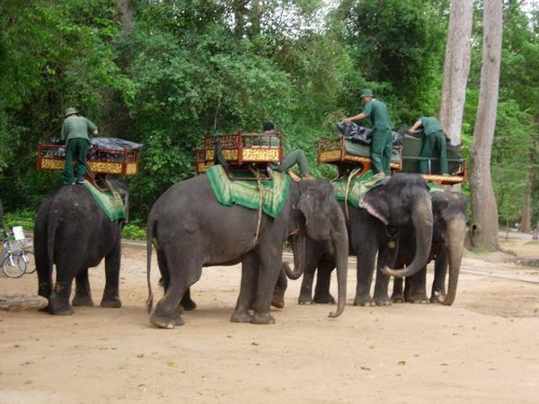 Elephant rides in to Angkor Thom