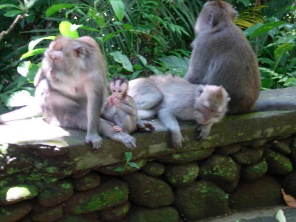 Monkeys freely wandering around forest visitors