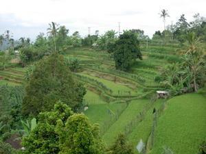 Rice terraces  