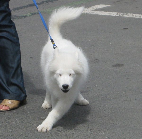 Samoyed pup in Padron