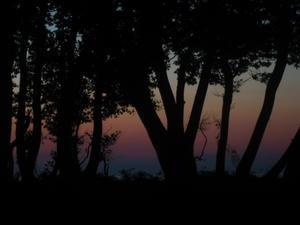 sunset ın the woods