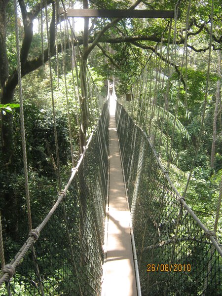 Canopy walkway