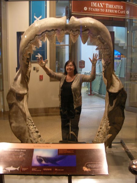 Emma in the jaws of a Great White Shark