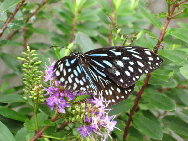 At The Butterfly Farm